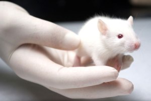raton_laboratorio
